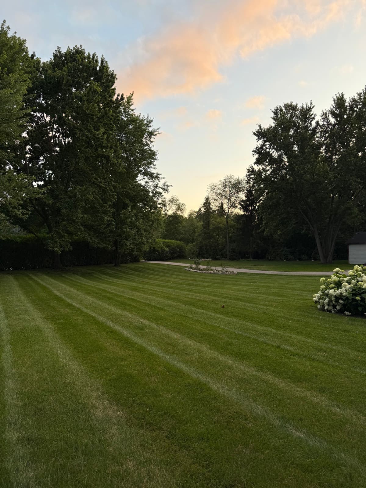 A backyard lawn freshly mowed in clean stripes at dusk, framed by tall trees and blooming hydrangeas